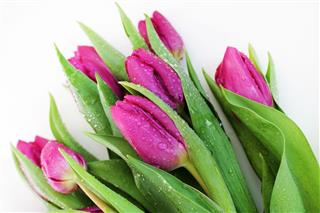 Pink Tulips With Water Drops