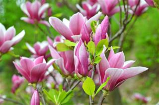 Pink Magnolia Blossom