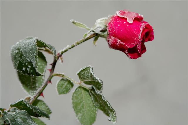 Red Rose