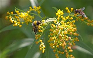 Bee on a flower
