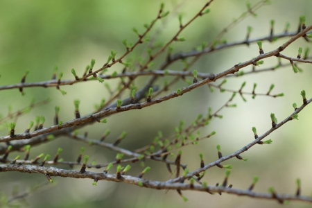 pine trees