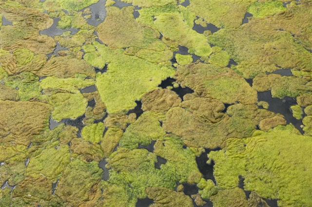 Algae bloom