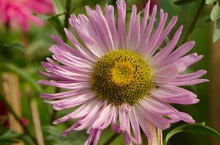 Aster Flower