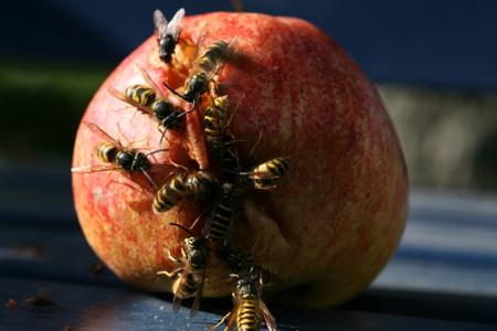 Wasps eating apple