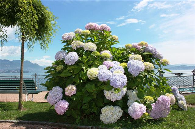 Hydrangea Shrub With Big Flowers