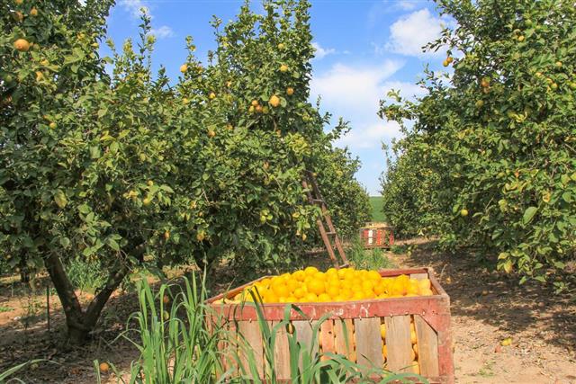 Harvesting in the lemon garden