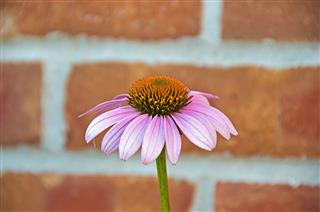 Pink Cone Flower