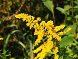Solidago Goldenrod