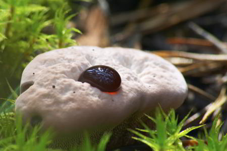 Bleeding tooth fungus