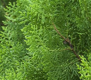 Cypress Tree