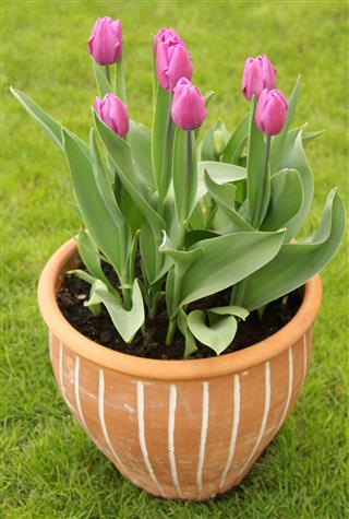 Pink Tulips