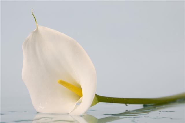 White Calla Lily Green Stem