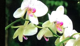 Orchids