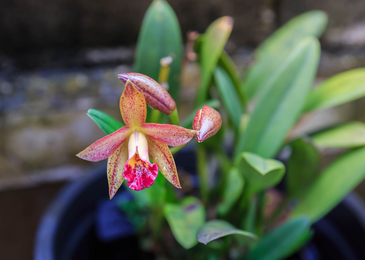 Orchids