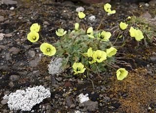 Arctic Poppy