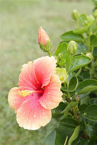 Hibiscus Flower