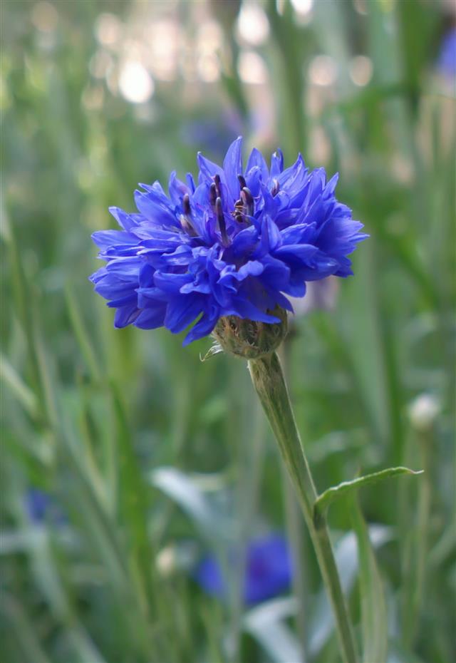 Cornflower Blue