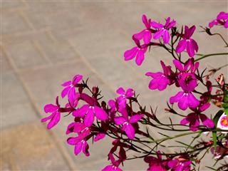 Blooming Lobelia Flowers