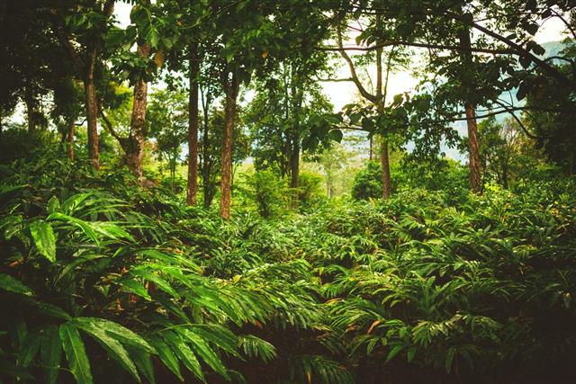 Rainforest of the Western Ghats Mountains in Munnar, India