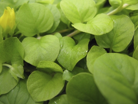 lysimachia nummularia