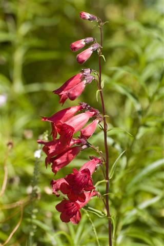 Beard Tongue Penstemon Firebird Flowers
