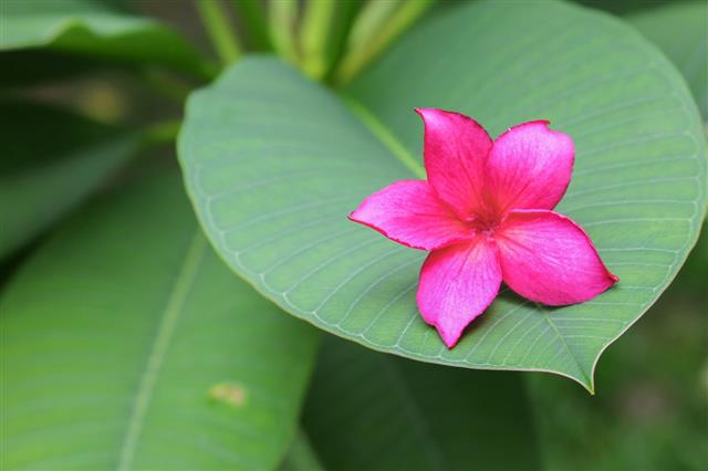Plumeria Flower On The Tree