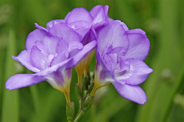 Freesia