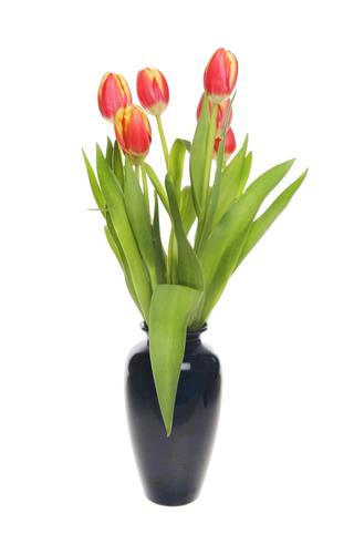 Tulips In A Vase