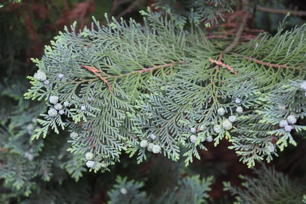 hemlock
