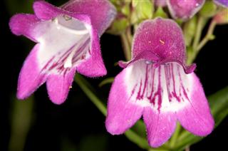 Purple Penstemon Flower
