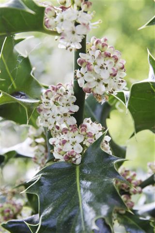 Holly Flowering