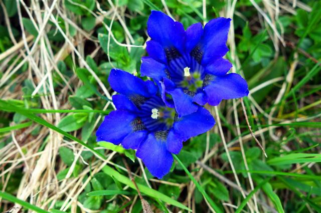 Wonderful Gentian In Switzerland