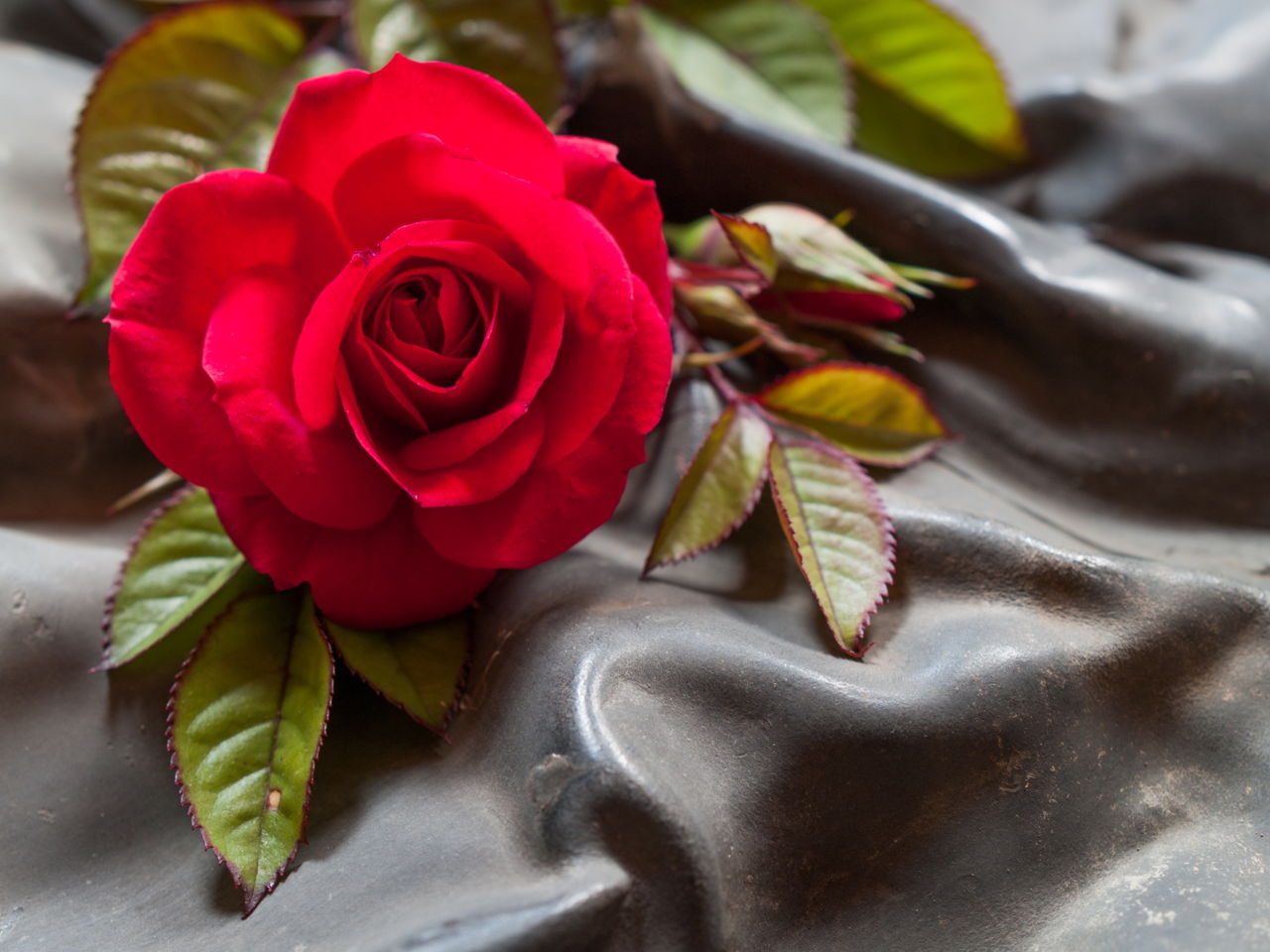 Red Rose