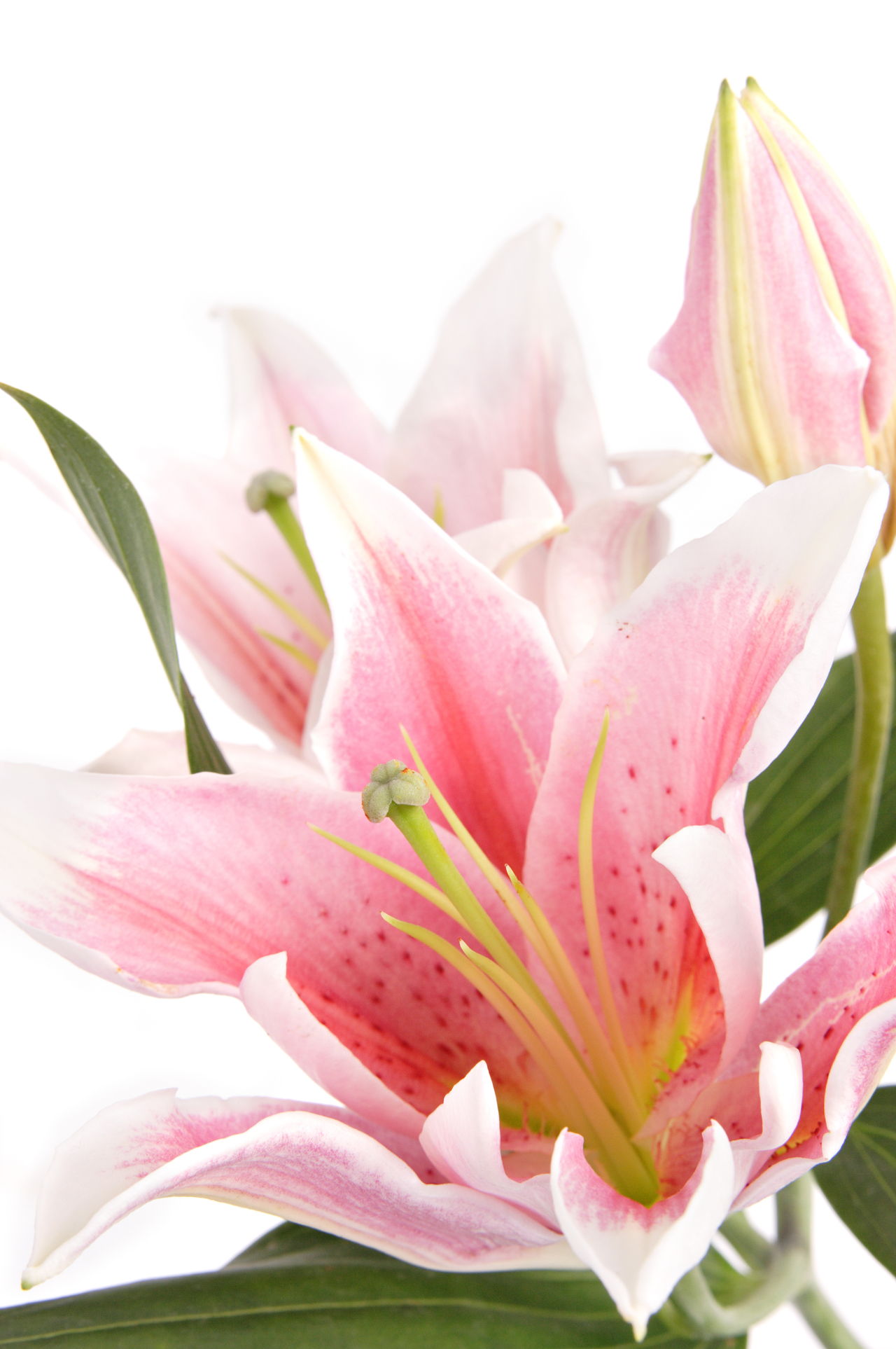 Lily