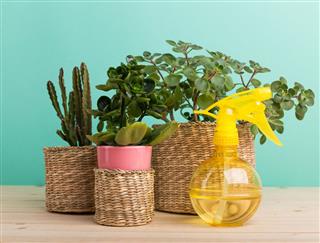 Succulents House Plants
