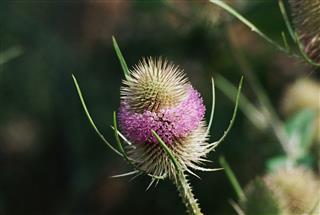 Teasel Flower