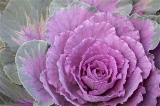 Cabbage Flower