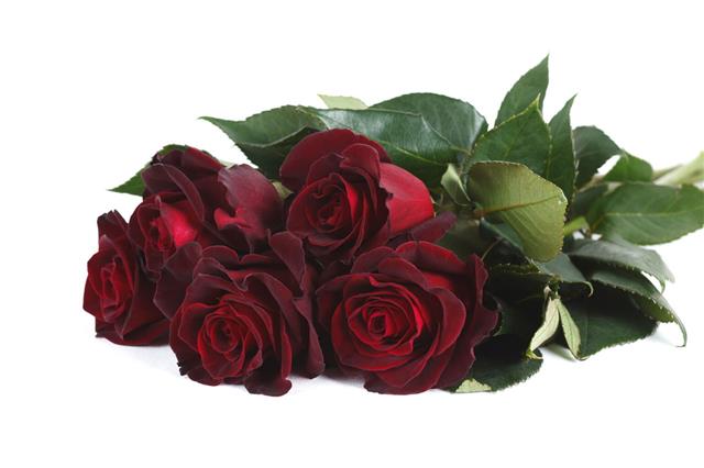 Dark Red Black Roses