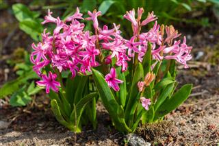 Hyacinths