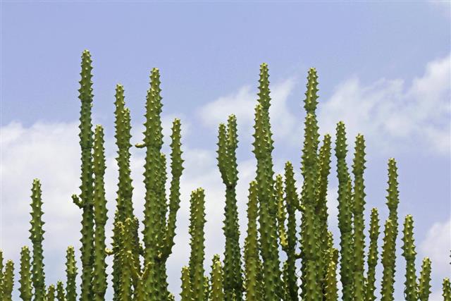 Euphorbia lactea used as fence