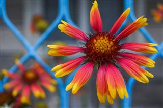 Gaillardia Flowers