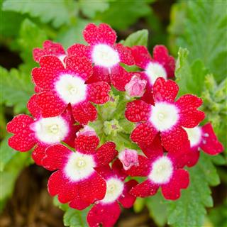 Verbena Blooming In The Morning
