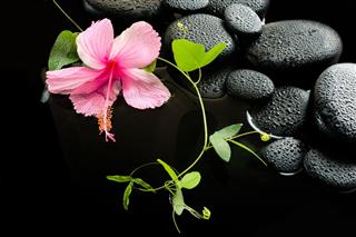 Delicate Pink Hibiscus Green