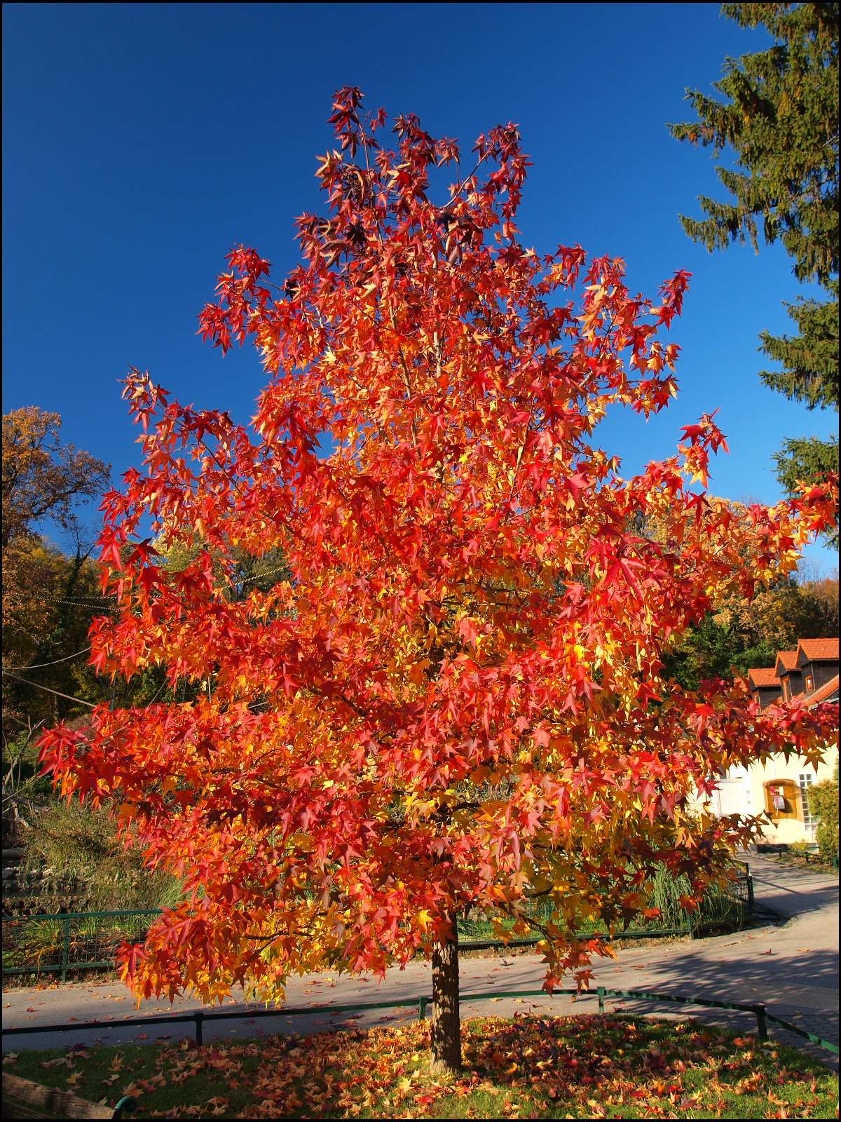 Autumn tree