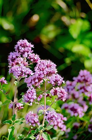 Oregano Lilac