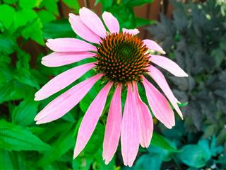 Coneflower