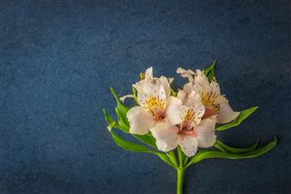 Lily On The Dark Stone