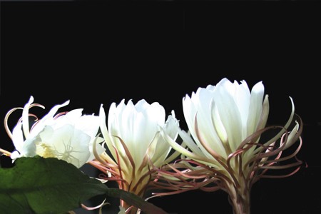Epiphyllum cactus flower