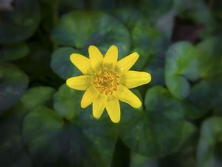 Celandine