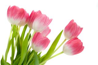 Colorful Tulips